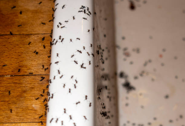 Best Cockroach Control Services  in Webster, SD